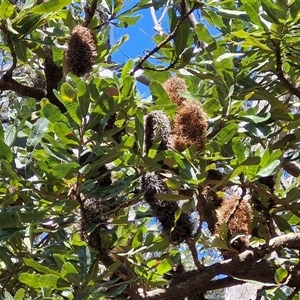 Banksia serrata at Carrington Falls, NSW - 26 Oct 2024 02:16 PM