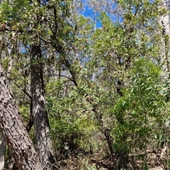 Banksia serrata at Carrington Falls, NSW - 26 Oct 2024