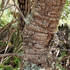 Banksia serrata at Carrington Falls, NSW - 26 Oct 2024 02:16 PM