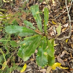 Banksia serrata at Carrington Falls, NSW - 26 Oct 2024