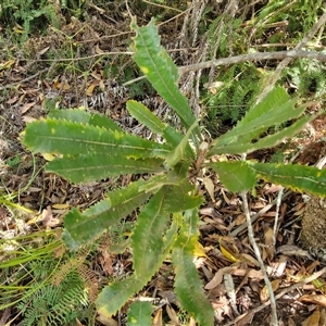 Banksia serrata at Carrington Falls, NSW - 26 Oct 2024 02:16 PM