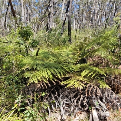 Dicksonia antarctica at Robertson, NSW - 26 Oct 2024 by trevorpreston