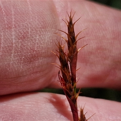 Caustis pentandra at Robertson, NSW - 26 Oct 2024 by trevorpreston