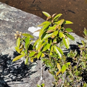 Callicoma serratifolia at Robertson, NSW - 26 Oct 2024