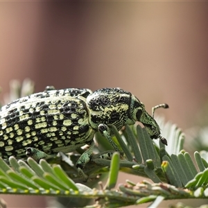 Chrysolopus spectabilis at Cook, ACT - 26 Oct 2024