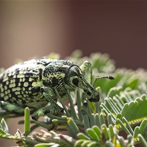 Chrysolopus spectabilis at Cook, ACT - 26 Oct 2024