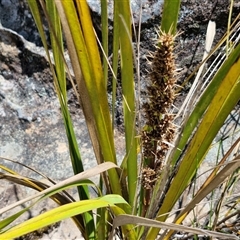 Lomandra longifolia (Spiny-headed Mat-rush, Honey Reed) at Robertson, NSW - 26 Oct 2024 by trevorpreston