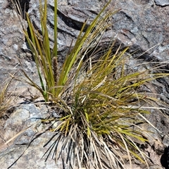 Lomandra longifolia at Robertson, NSW - 26 Oct 2024 02:09 PM