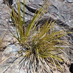 Lomandra longifolia at Robertson, NSW - 26 Oct 2024