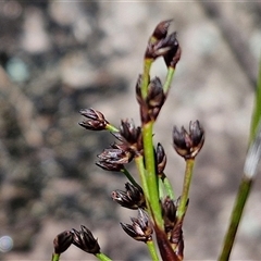 Juncus planifolius (broad-leaved rush) at Robertson, NSW - 26 Oct 2024 by trevorpreston