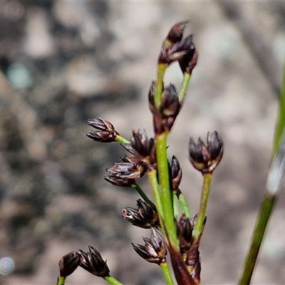 Juncus sp. at Robertson, NSW - 26 Oct 2024 by trevorpreston