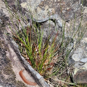 Juncus planifolius at Robertson, NSW - 26 Oct 2024 02:08 PM