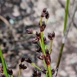 Juncus planifolius at Robertson, NSW - 26 Oct 2024 02:08 PM