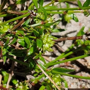 Opercularia varia at Robertson, NSW by trevorpreston