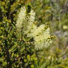 Melaleuca squarrosa (Bottle-brush Teatree) at Robertson, NSW - 26 Oct 2024 by trevorpreston