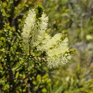 Melaleuca squarrosa at Robertson, NSW - 26 Oct 2024 01:55 PM