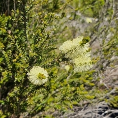 Melaleuca squarrosa at Robertson, NSW - 26 Oct 2024