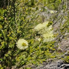 Melaleuca squarrosa at Robertson, NSW - 26 Oct 2024 01:55 PM