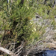 Melaleuca squarrosa at Robertson, NSW - 26 Oct 2024