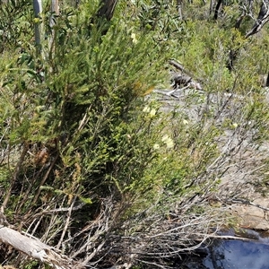 Melaleuca squarrosa at Robertson, NSW - 26 Oct 2024 01:55 PM