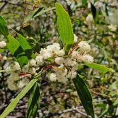 Acacia binervata (Two-veined Hickory) at Robertson, NSW - 26 Oct 2024 by trevorpreston