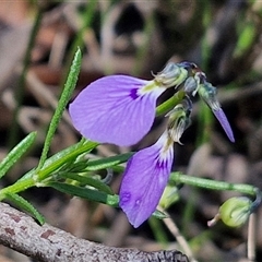 Hybanthus monopetalus at Robertson, NSW - 26 Oct 2024 by trevorpreston