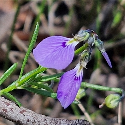 Hybanthus monopetalus at Robertson, NSW - 26 Oct 2024 by trevorpreston