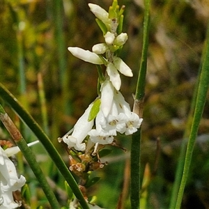 Epacris obtusifolia (Blunt-leaf Heath) at Robertson, NSW by trevorpreston