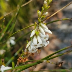 Epacris obtusifolia at Robertson, NSW - 26 Oct 2024