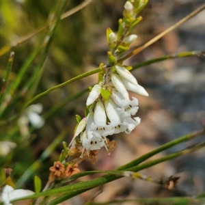 Epacris obtusifolia at Robertson, NSW - 26 Oct 2024 01:51 PM