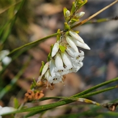 Epacris obtusifolia at Robertson, NSW - 26 Oct 2024