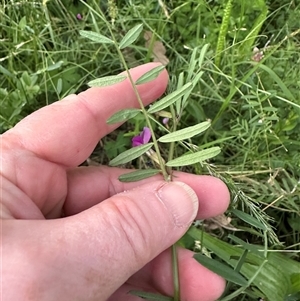 Vicia sativa at Kangaroo Valley, NSW - suppressed