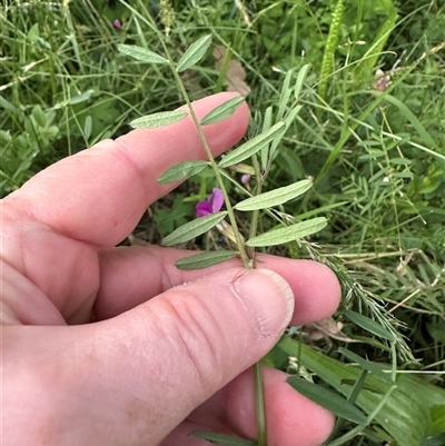 Vicia sativa (Common Vetch) at Kangaroo Valley, NSW - 26 Oct 2024 by lbradley