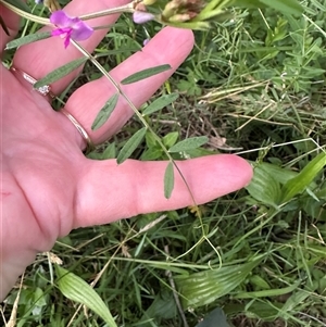 Vicia sativa at Kangaroo Valley, NSW - suppressed