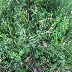 Vicia sativa at Kangaroo Valley, NSW - suppressed