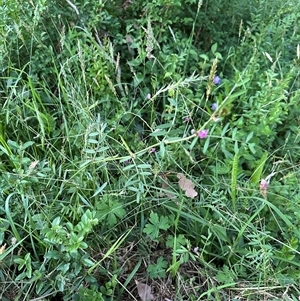 Vicia sativa at Kangaroo Valley, NSW - suppressed