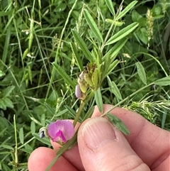 Vicia sativa at Kangaroo Valley, NSW - suppressed