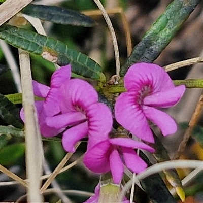 Mirbelia rubiifolia (Heathy Mirbelia) at Robertson, NSW - 26 Oct 2024 by trevorpreston