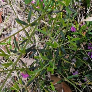 Mirbelia rubiifolia at Robertson, NSW - 26 Oct 2024 01:47 PM