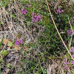 Mirbelia rubiifolia at Robertson, NSW - 26 Oct 2024 01:47 PM