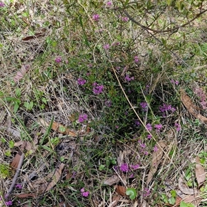 Mirbelia rubiifolia at Robertson, NSW - 26 Oct 2024 01:47 PM