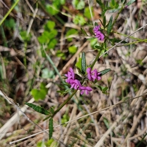 Mirbelia rubiifolia at Robertson, NSW - 26 Oct 2024 01:47 PM