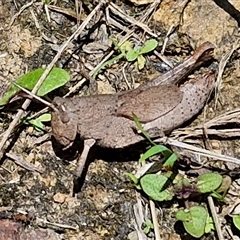 Rhitzala modesta (Short winged heath grasshopper) at Robertson, NSW - 26 Oct 2024 by trevorpreston