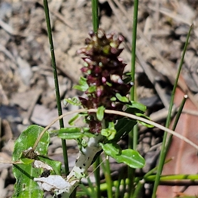 Gamochaeta sp. (Cudweed) at Robertson, NSW - 26 Oct 2024 by trevorpreston