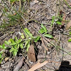 Gamochaeta sp. at Robertson, NSW - 26 Oct 2024 01:43 PM