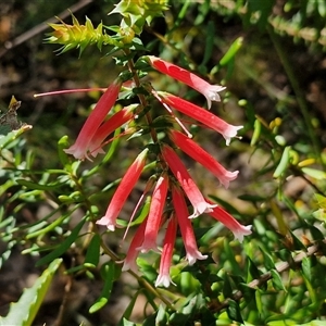 Epacris longiflora at Robertson, NSW - 26 Oct 2024