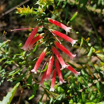 Epacris longiflora (Fuchsia Heath) at Robertson, NSW - 26 Oct 2024 by trevorpreston