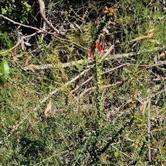 Epacris longiflora at Robertson, NSW - 26 Oct 2024