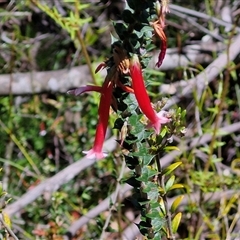 Epacris longiflora at Robertson, NSW - 26 Oct 2024