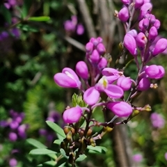 Comesperma ericinum (Heath Milkwort) at Robertson, NSW - 26 Oct 2024 by trevorpreston